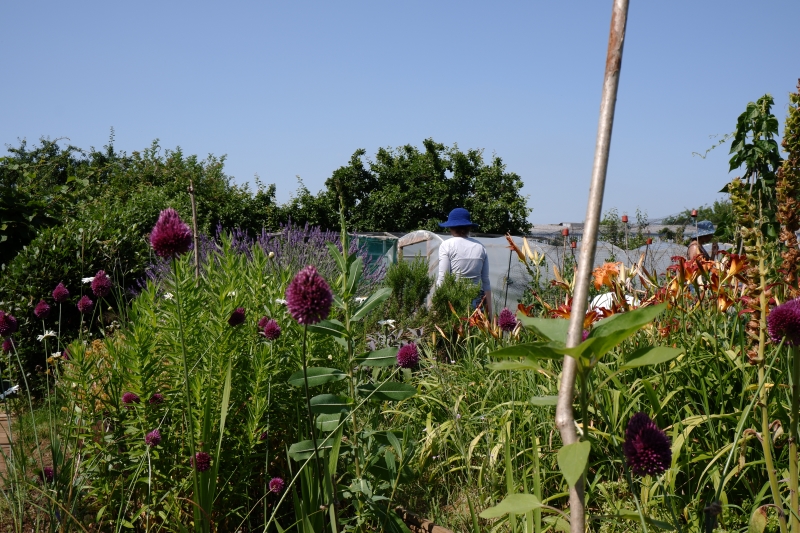 C2C Grows - Community Allotment Garden